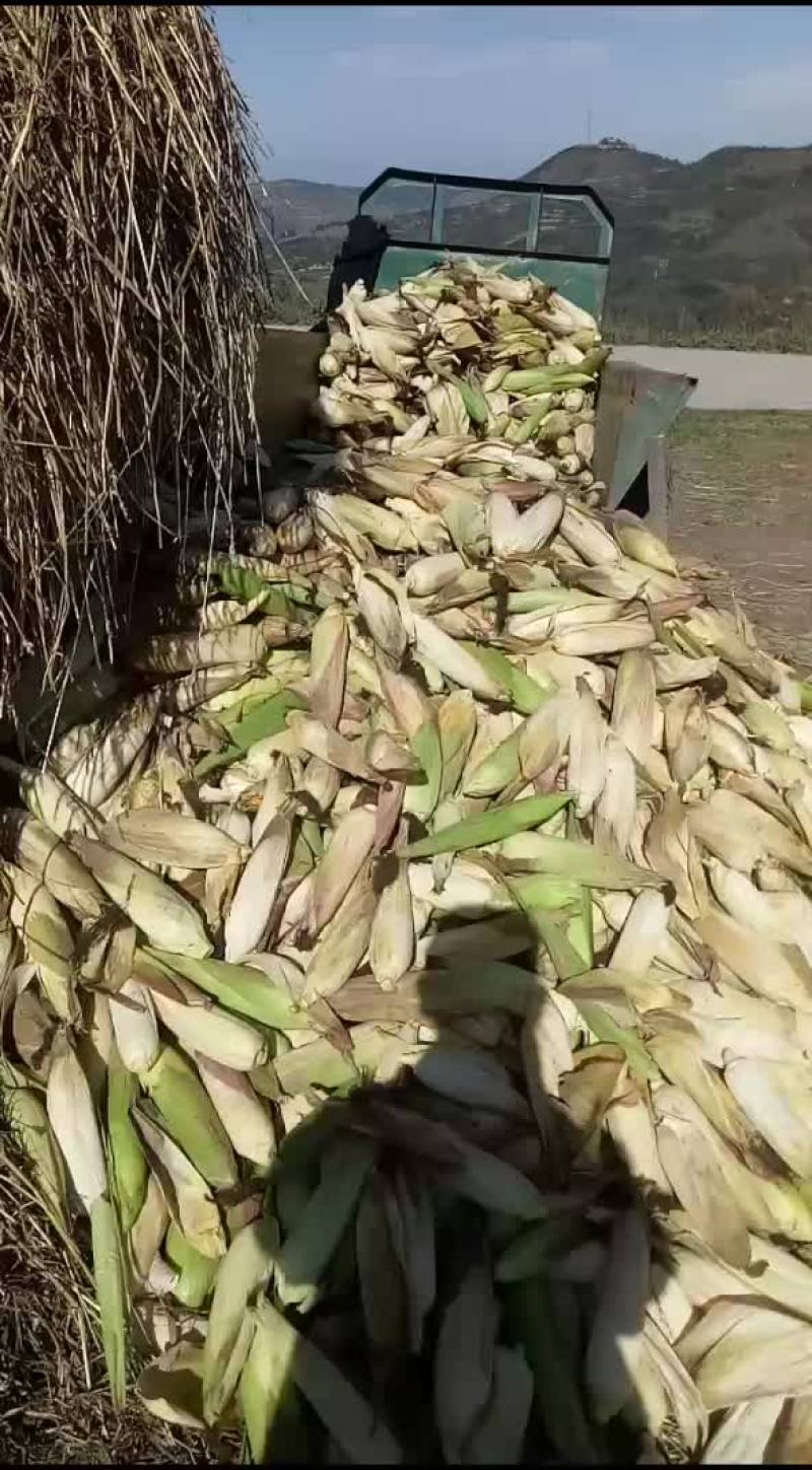 山地无公害玉米，