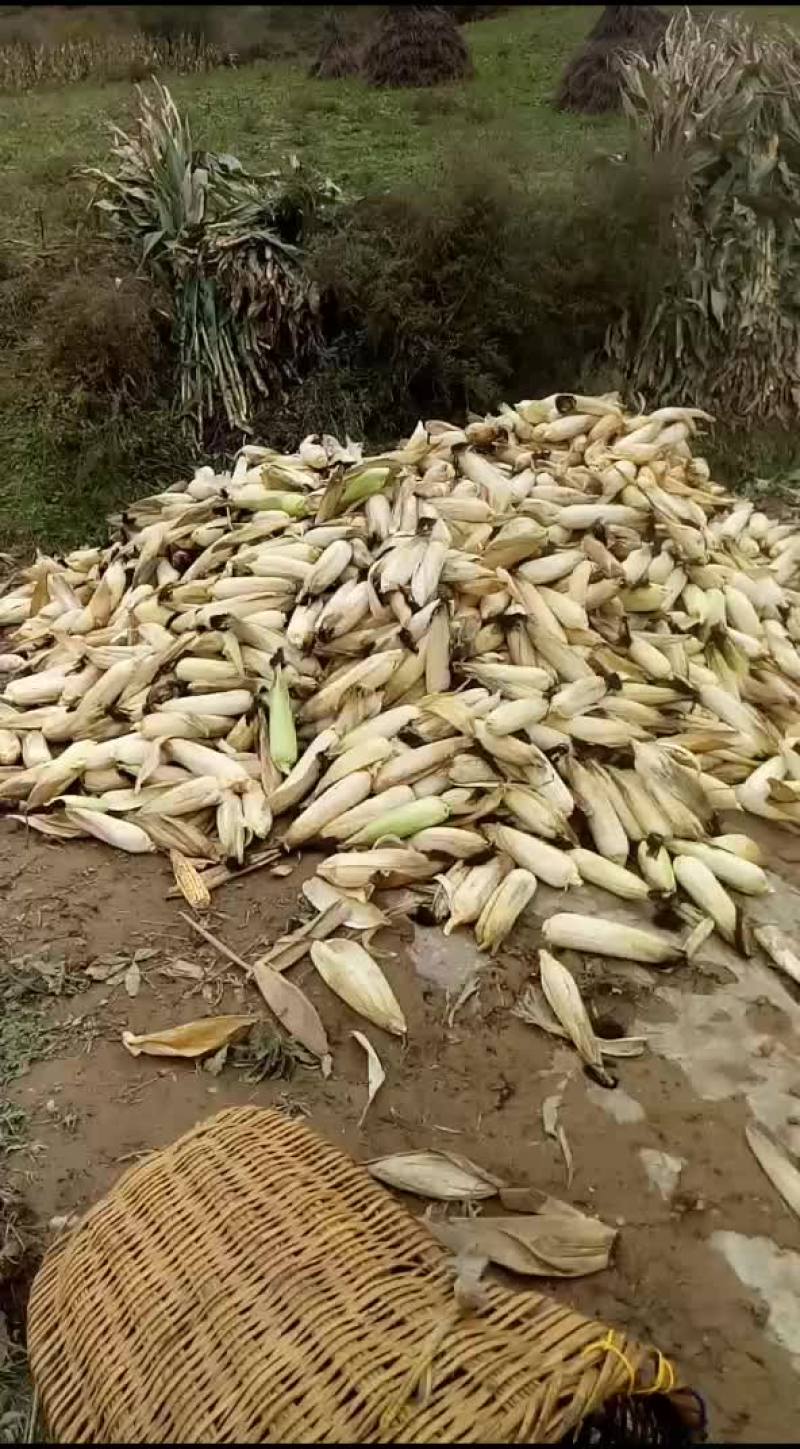 山地无公害玉米，