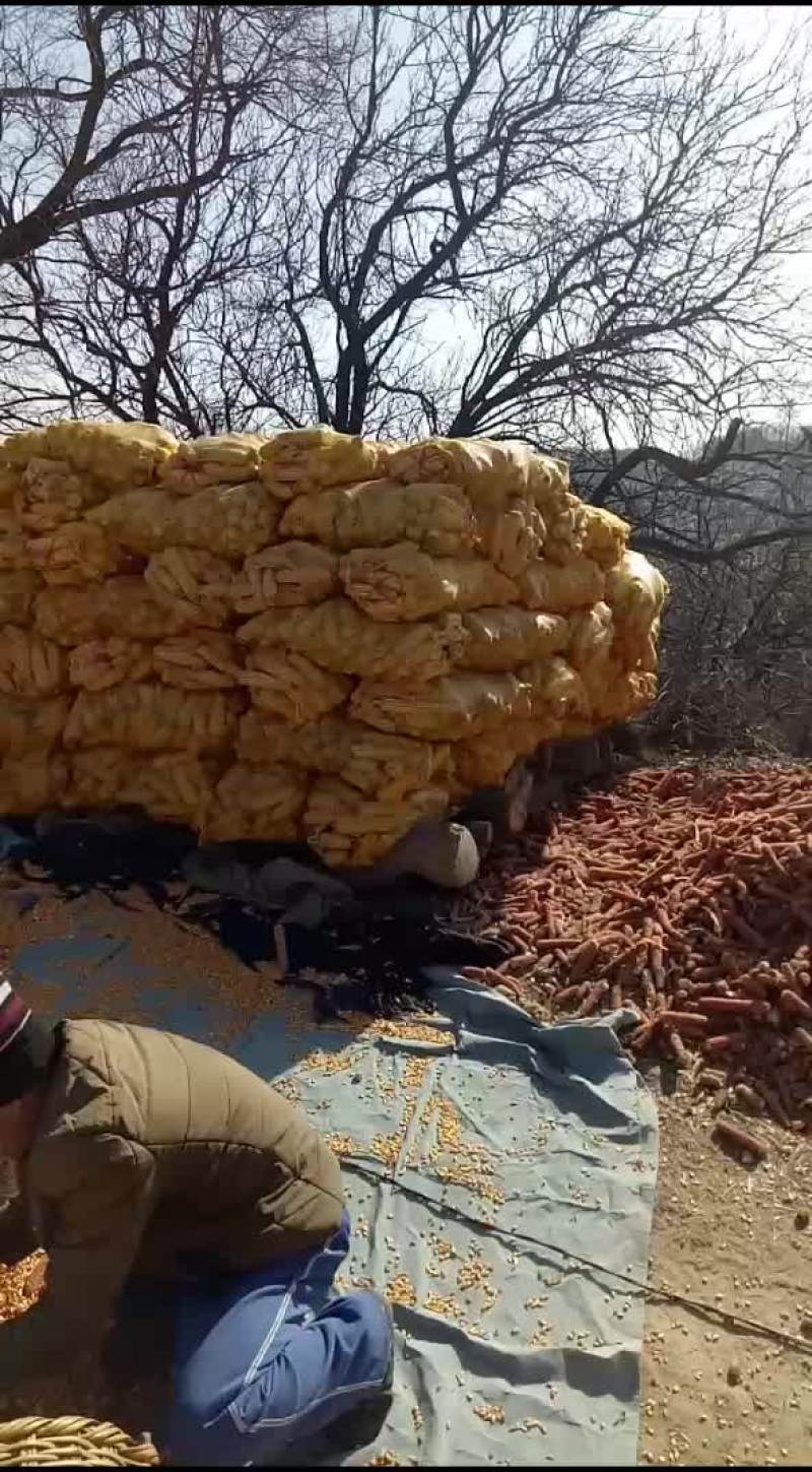 山地无公害玉米，