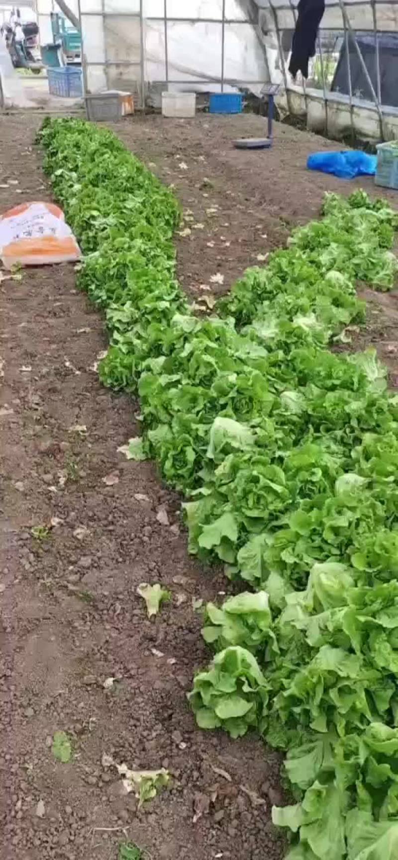 生菜鸡毛菜青菜杭白菜上市中