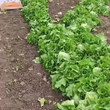 生菜鸡毛菜青菜杭白菜上市中