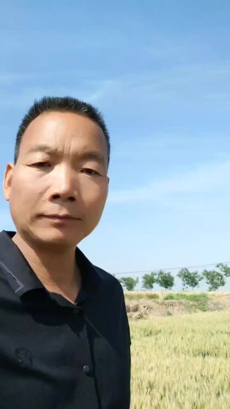 老磨坊小麦面粉，低糖口感劲道，自家无公害猪牛羊粪小麦面粉