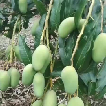 广西百色芒果，场地直销