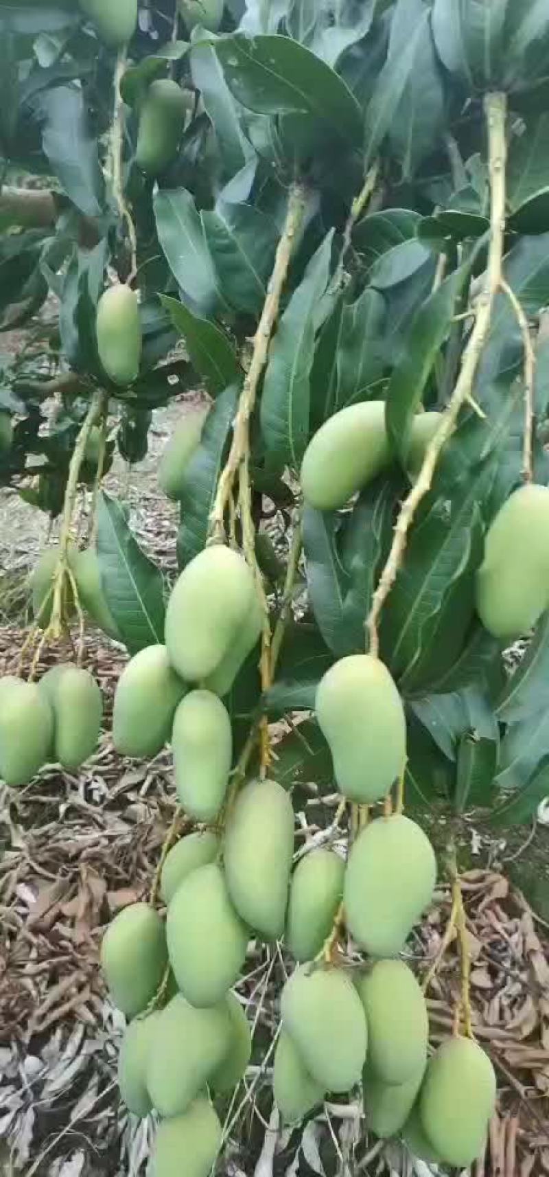 广西百色芒果，场地直销