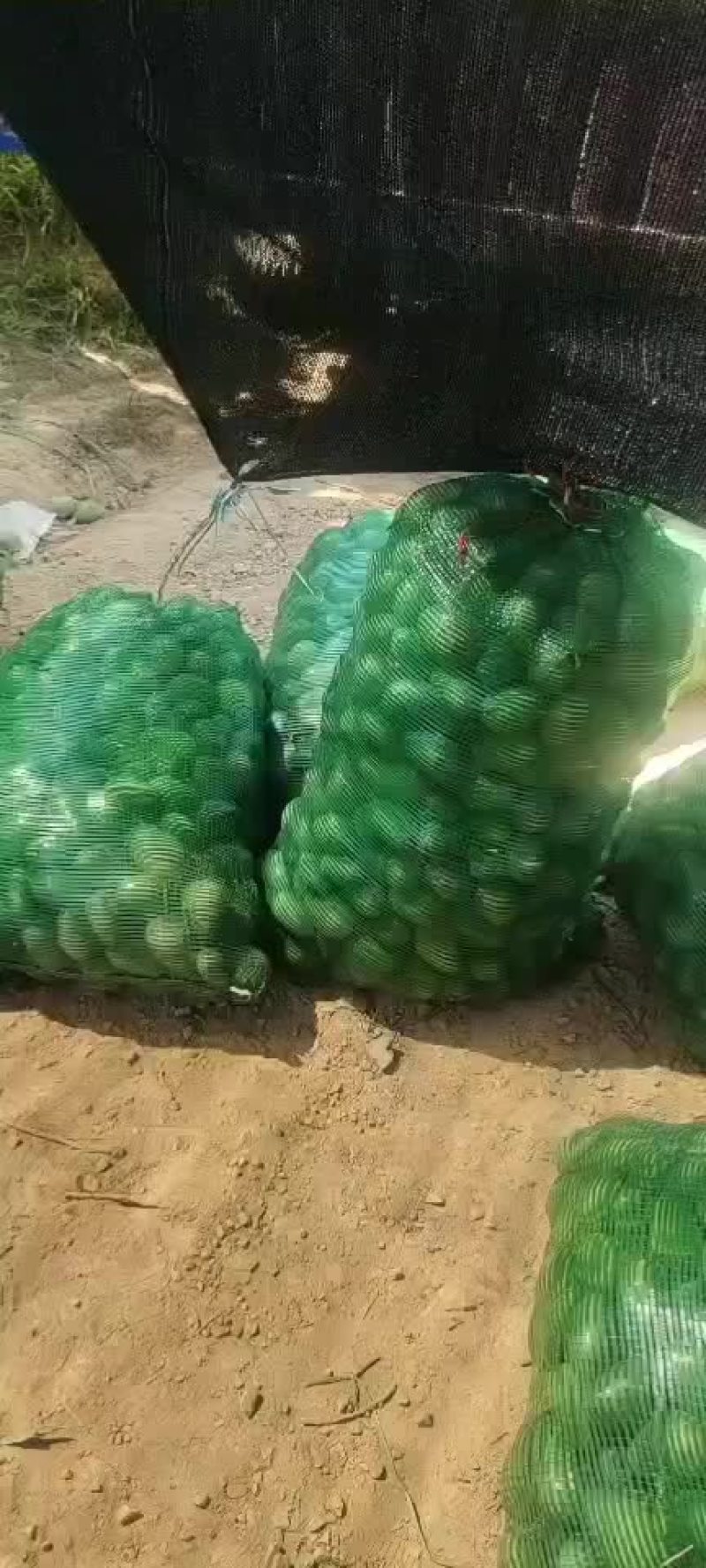 广西百色芒果，场地直销
