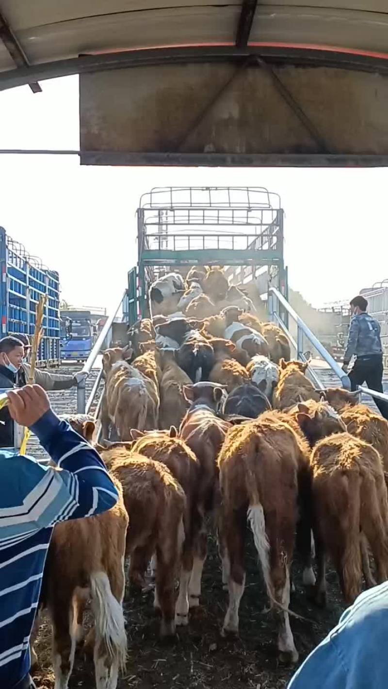 草膘小公牛
