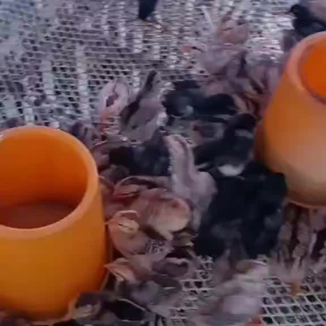 杂交斗鸡苗
