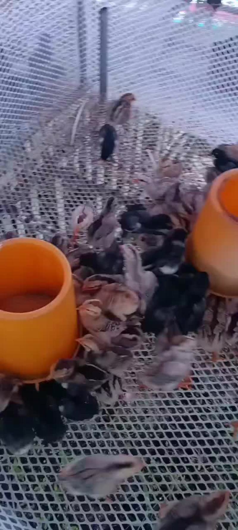 杂交斗鸡苗