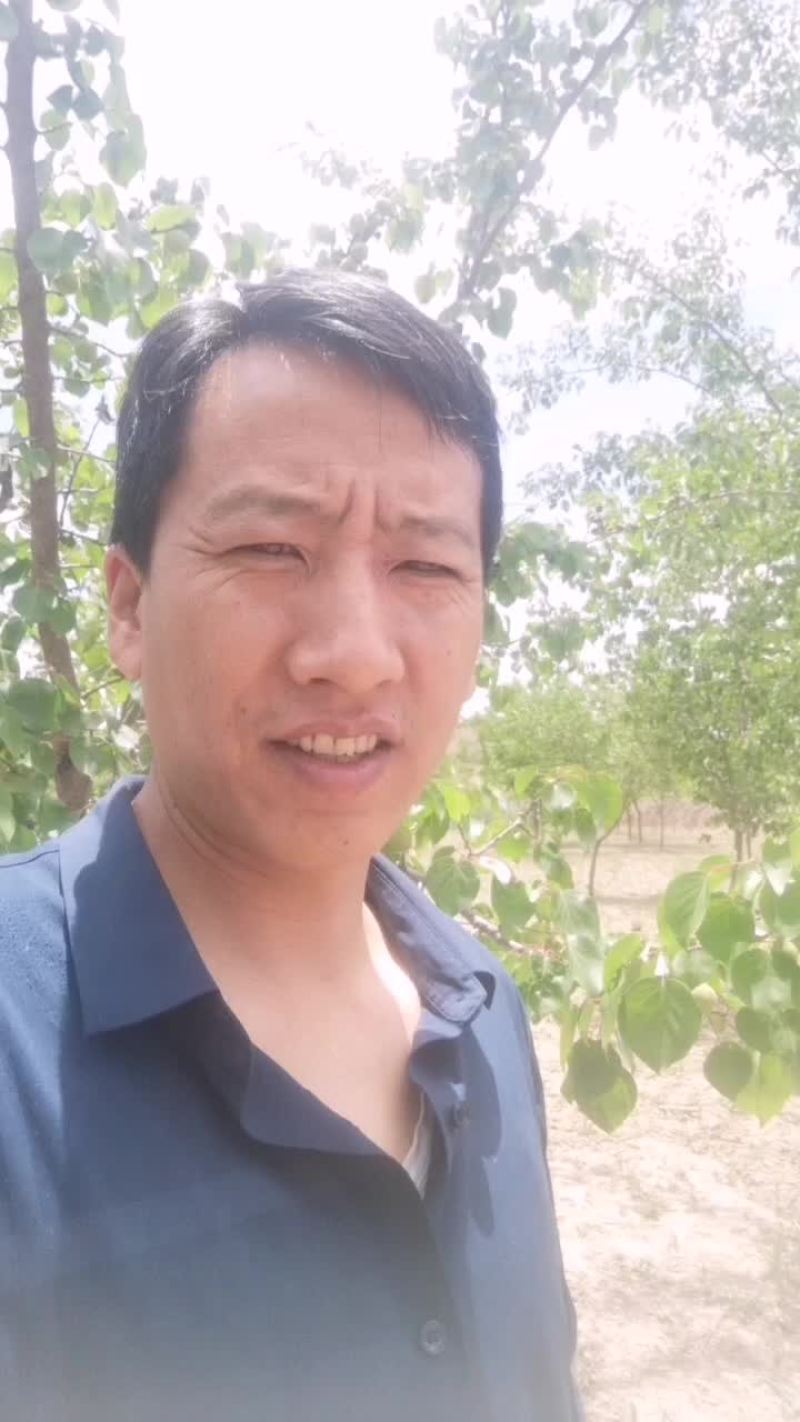 甘肃大角杏，天水状元红，新疆吊干杏