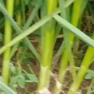 精品白蒜苗质优价廉