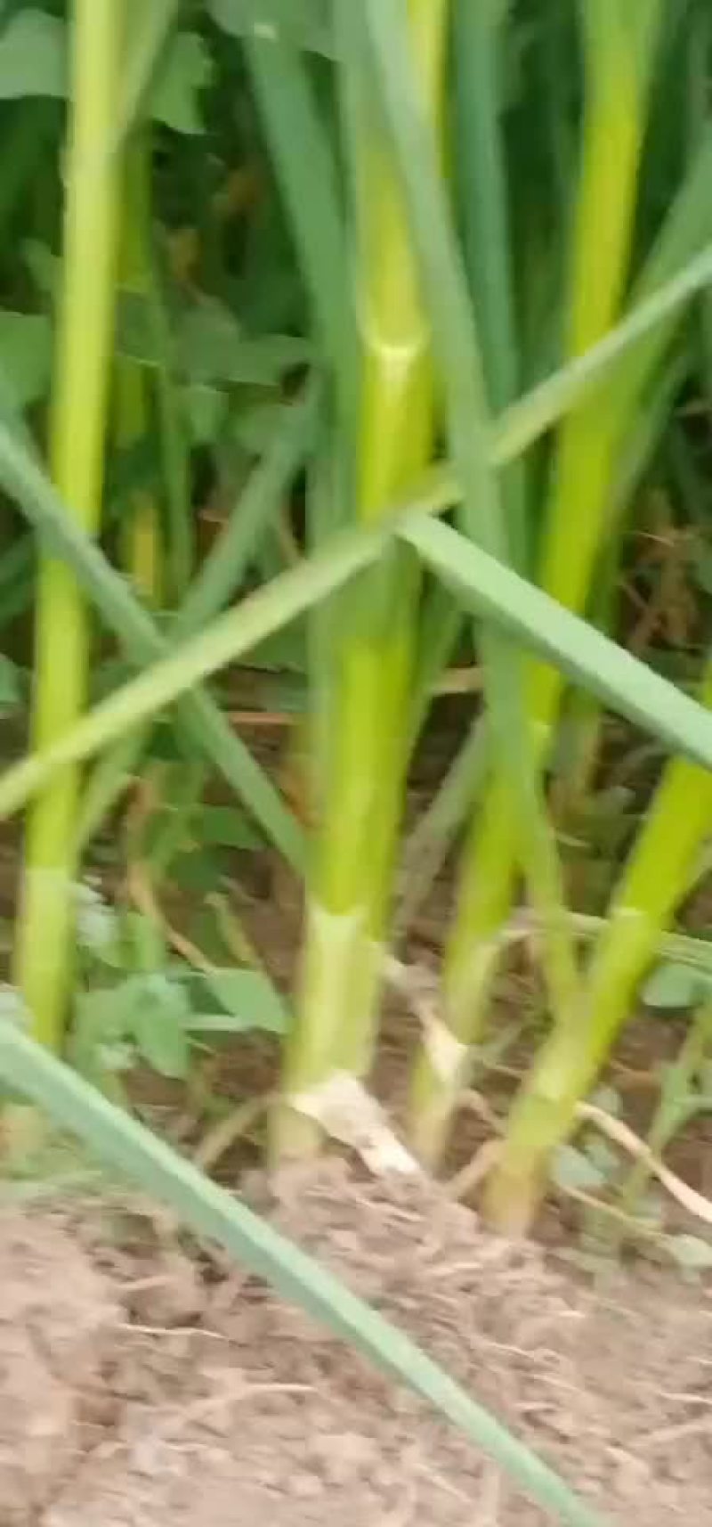 精品白蒜苗质优价廉