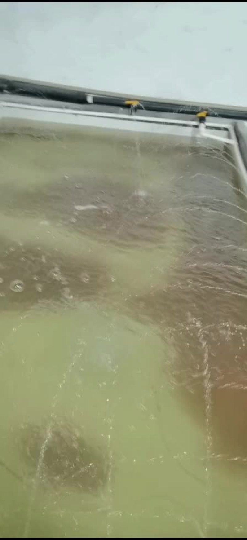 斑点叉尾鮰水花