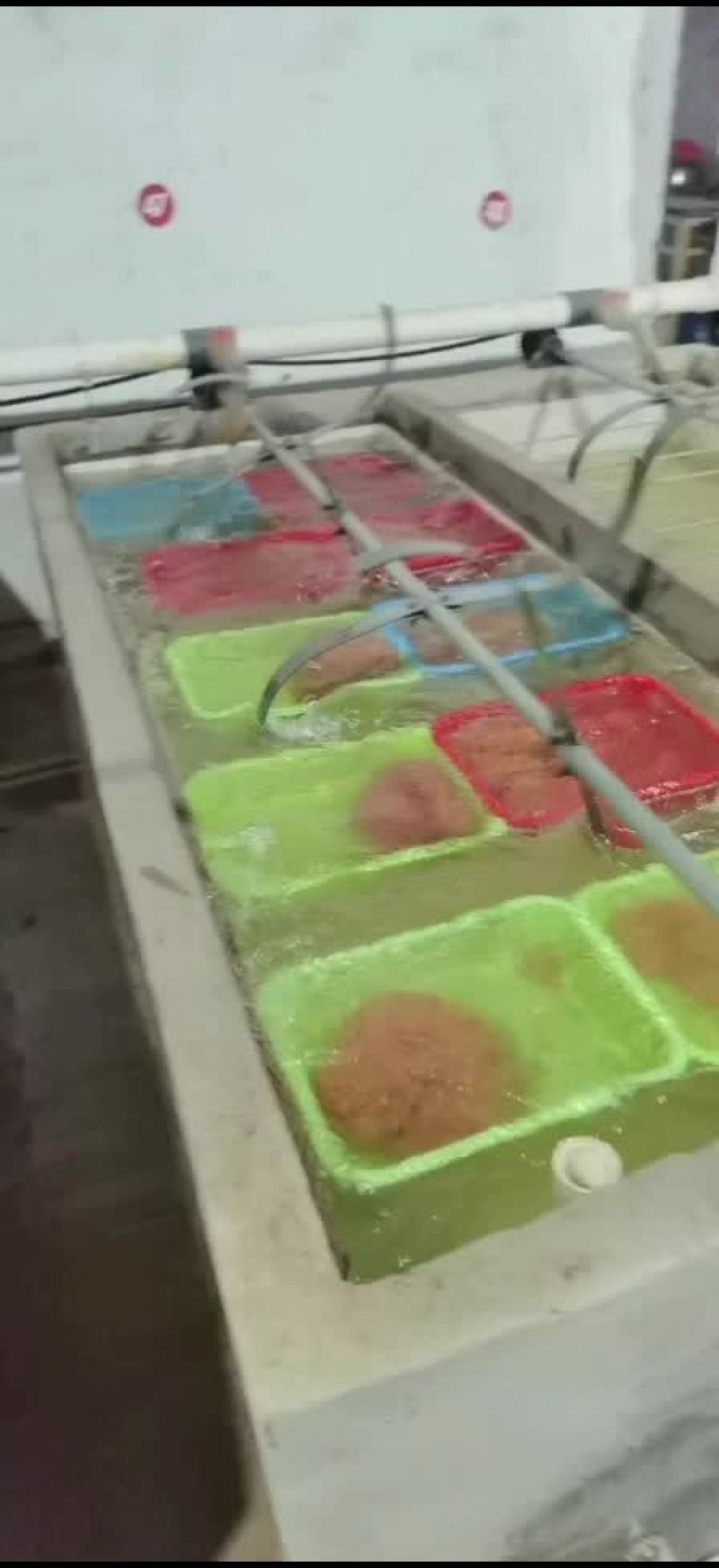 斑点叉尾鮰水花