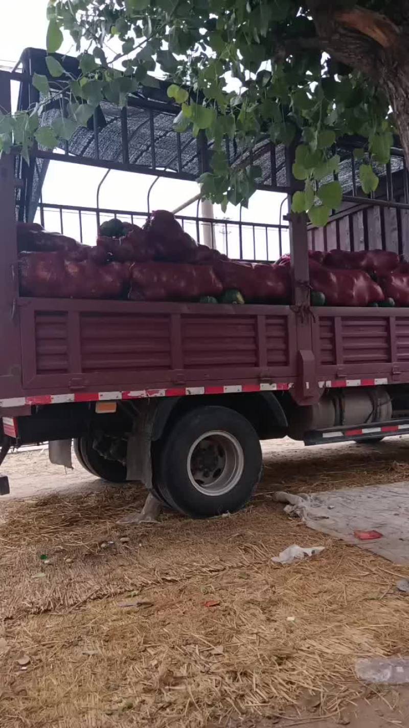 板栗南瓜大量上市需要的老板前来选购
