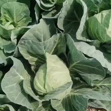 大量供应