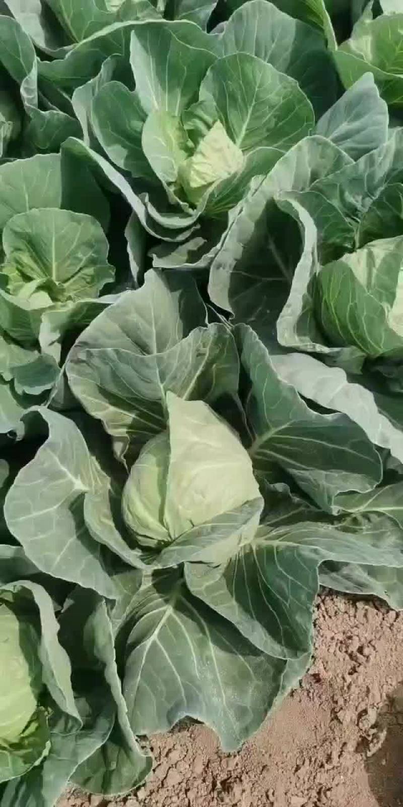 大量供应