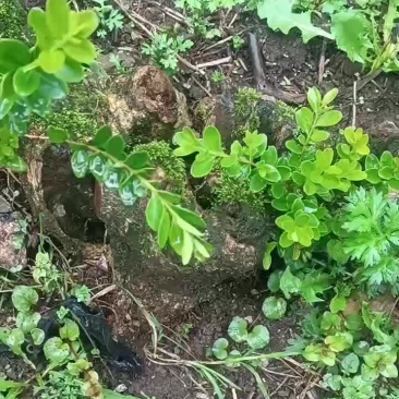 大量批发黄杨占地老桩