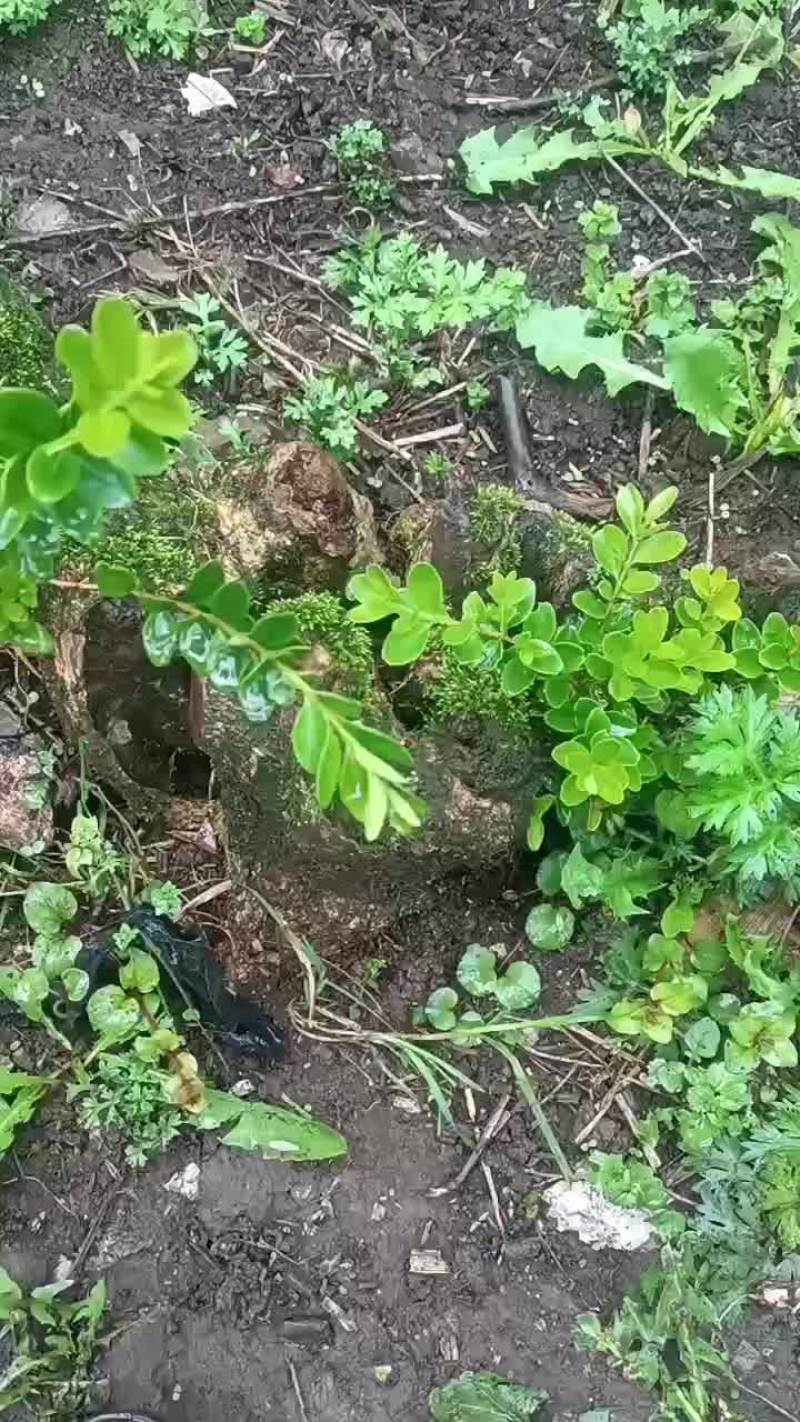 大量批发黄杨占地老桩