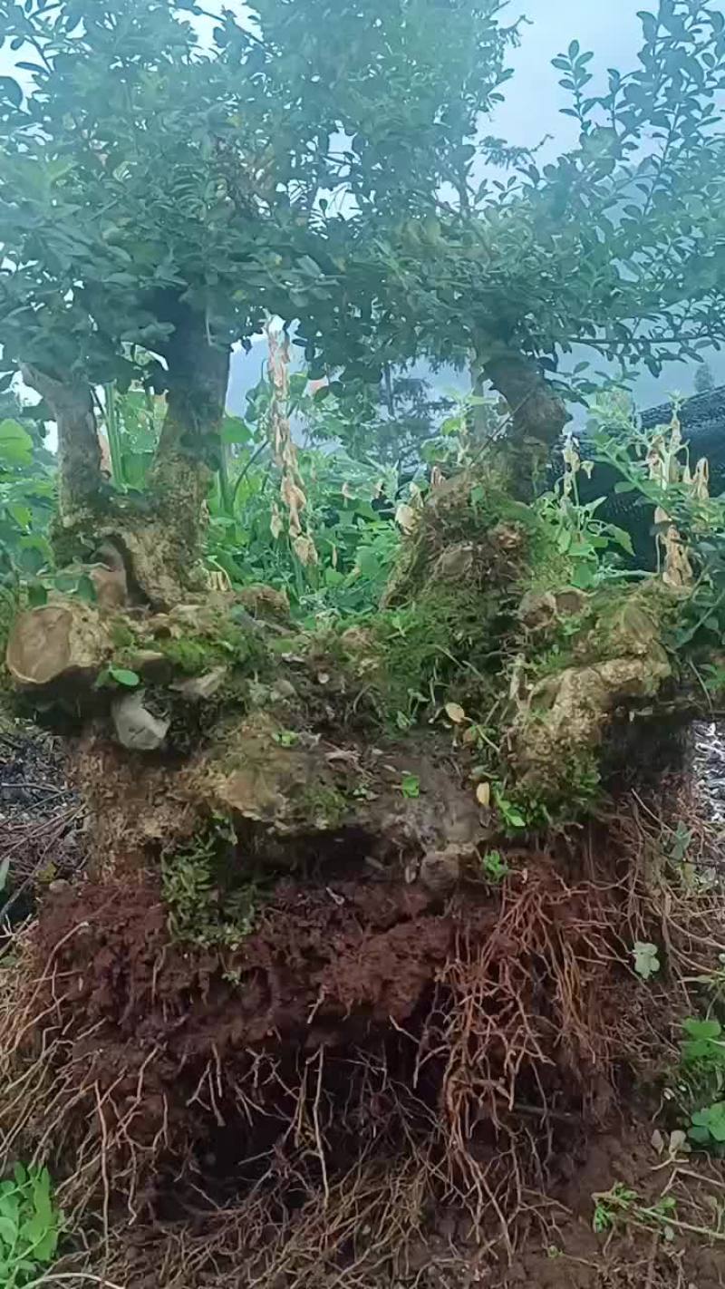 大量批发黄杨占地老桩