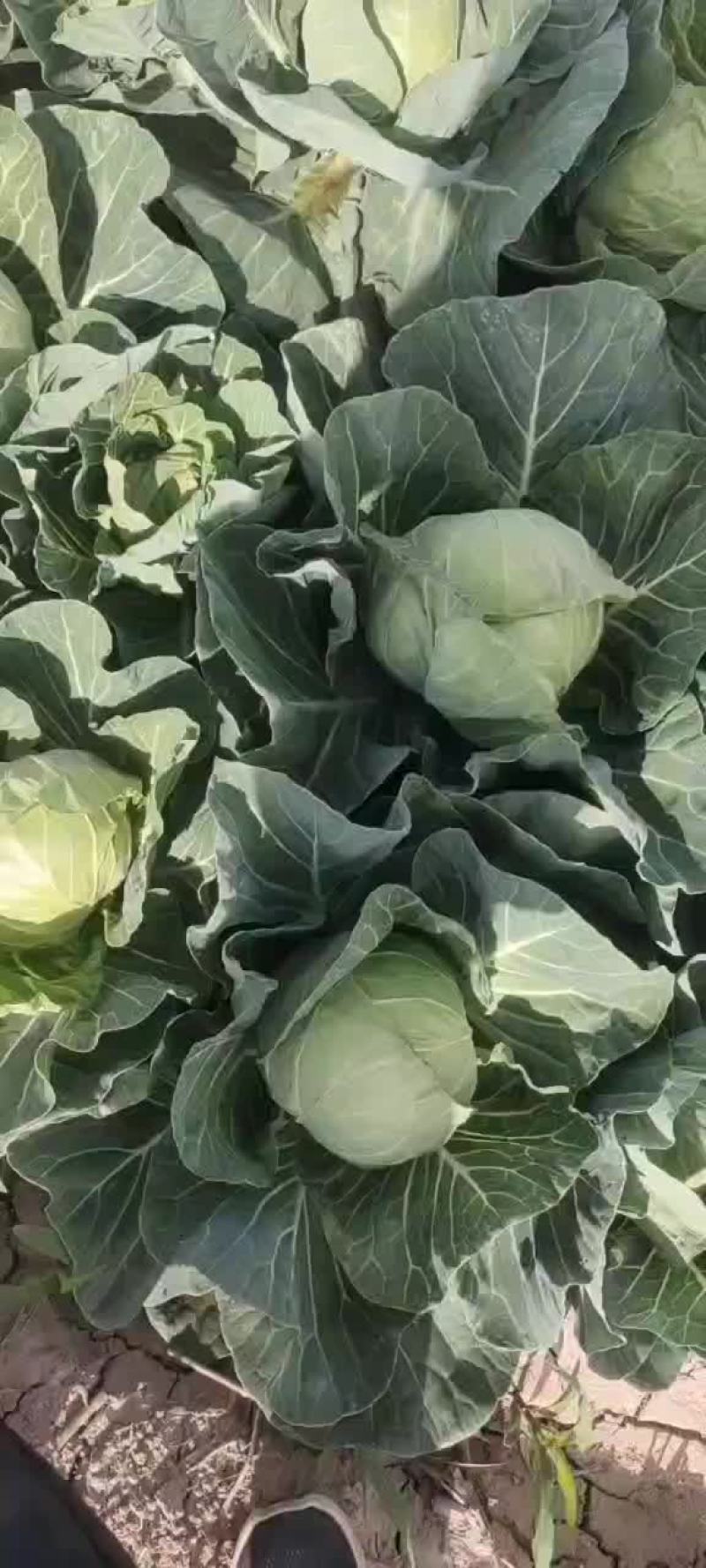 大量供应