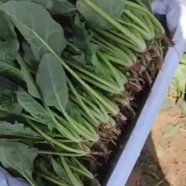 内蒙精品菠菜