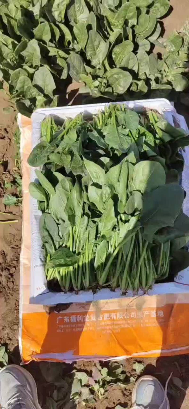 内蒙精品菠菜