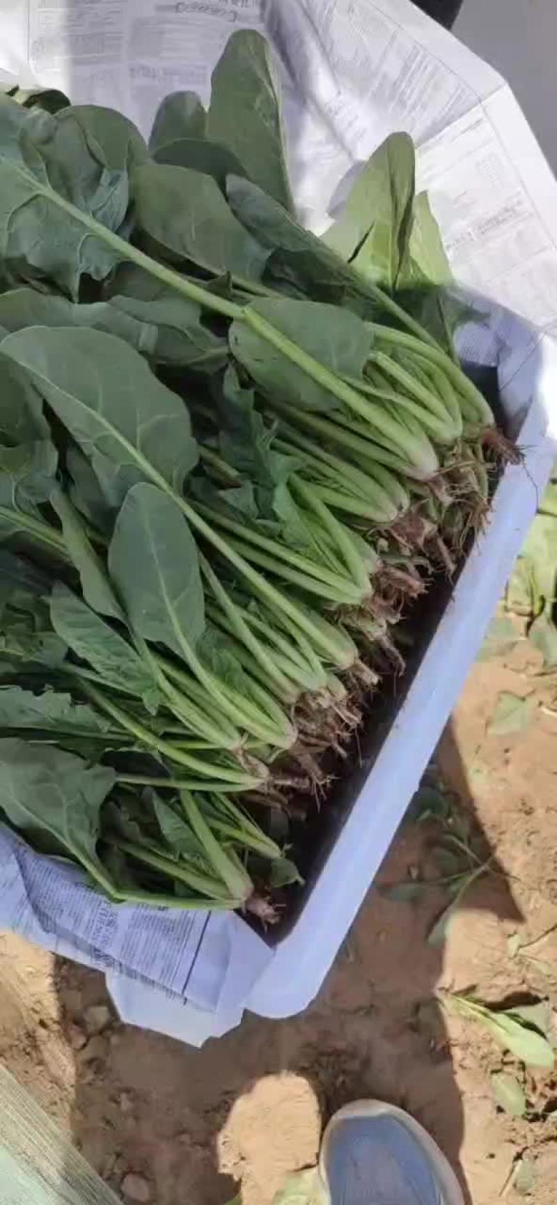 内蒙精品菠菜