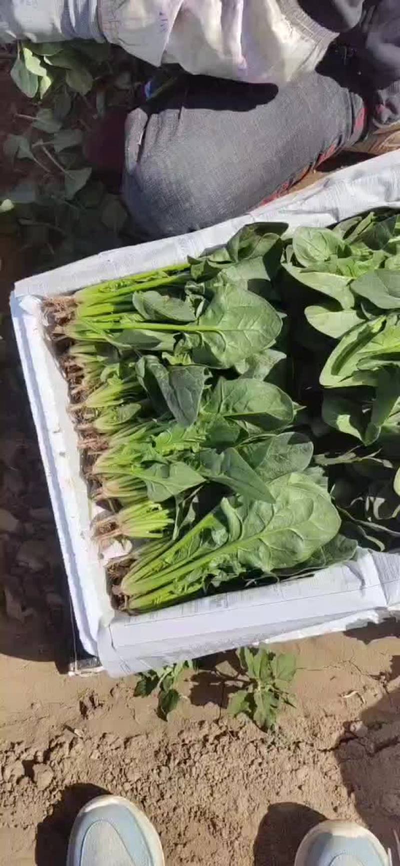 内蒙精品菠菜