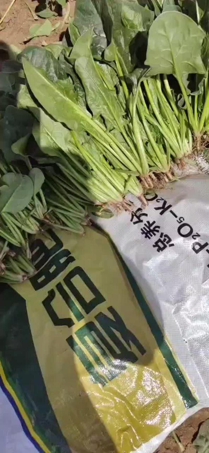 内蒙精品菠菜