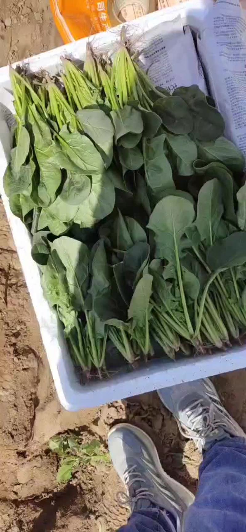 内蒙精品菠菜