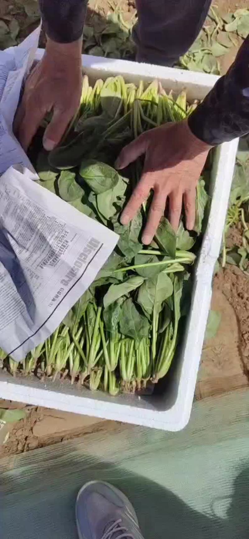 内蒙精品菠菜