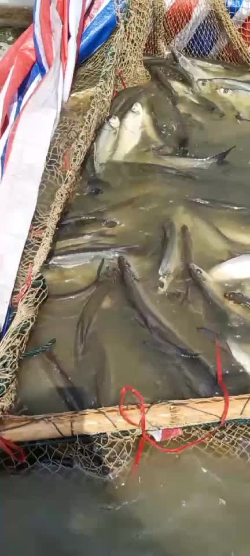 大白刁翘嘴
