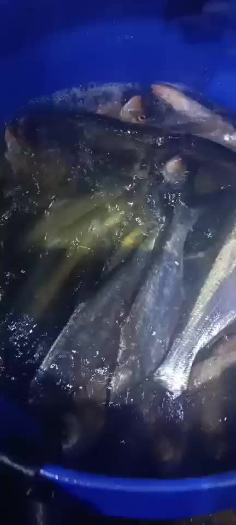 大白刁翘嘴