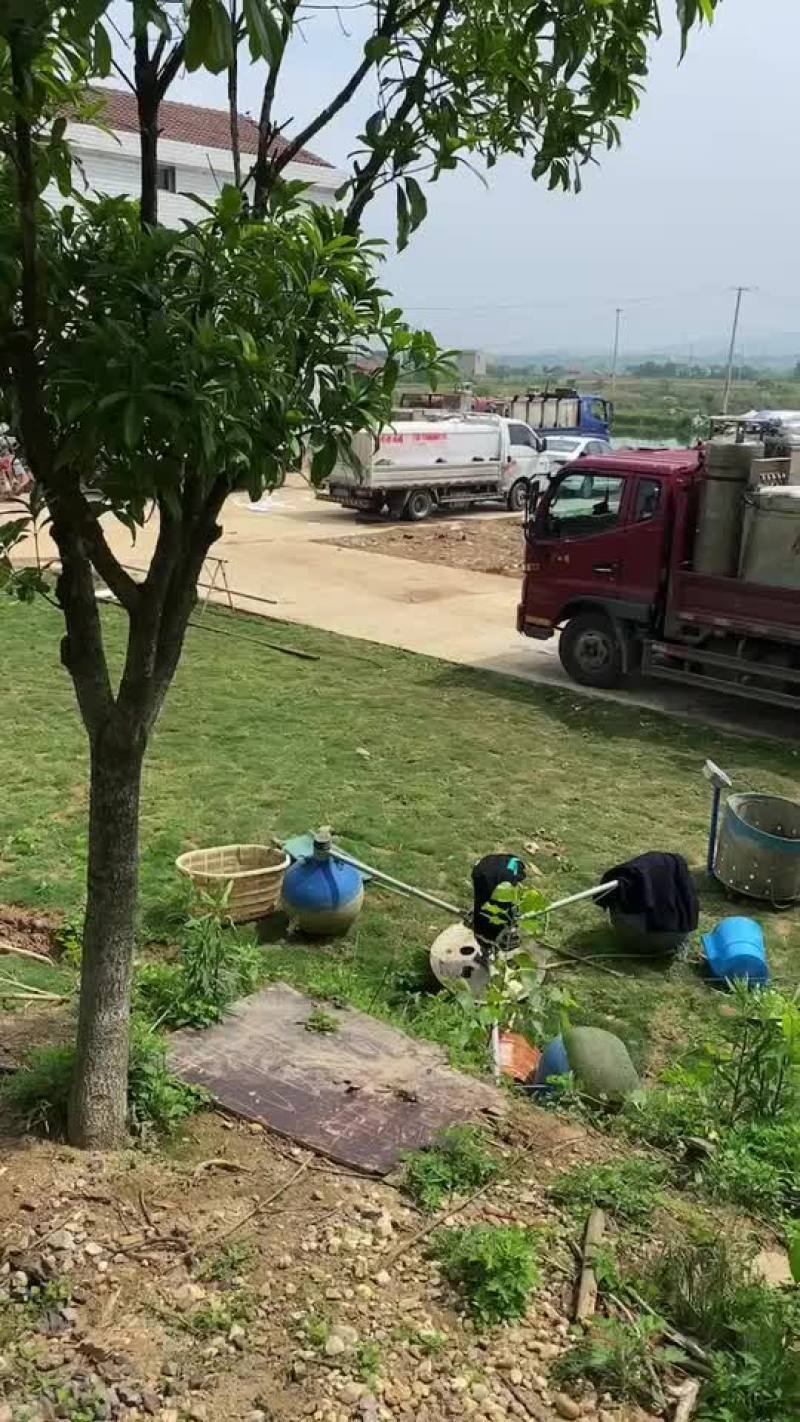 大白刁翘嘴
