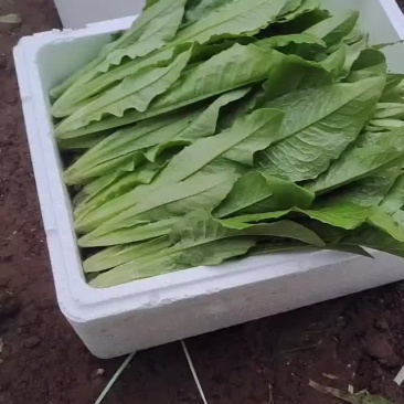 精品油麦菜热卖中