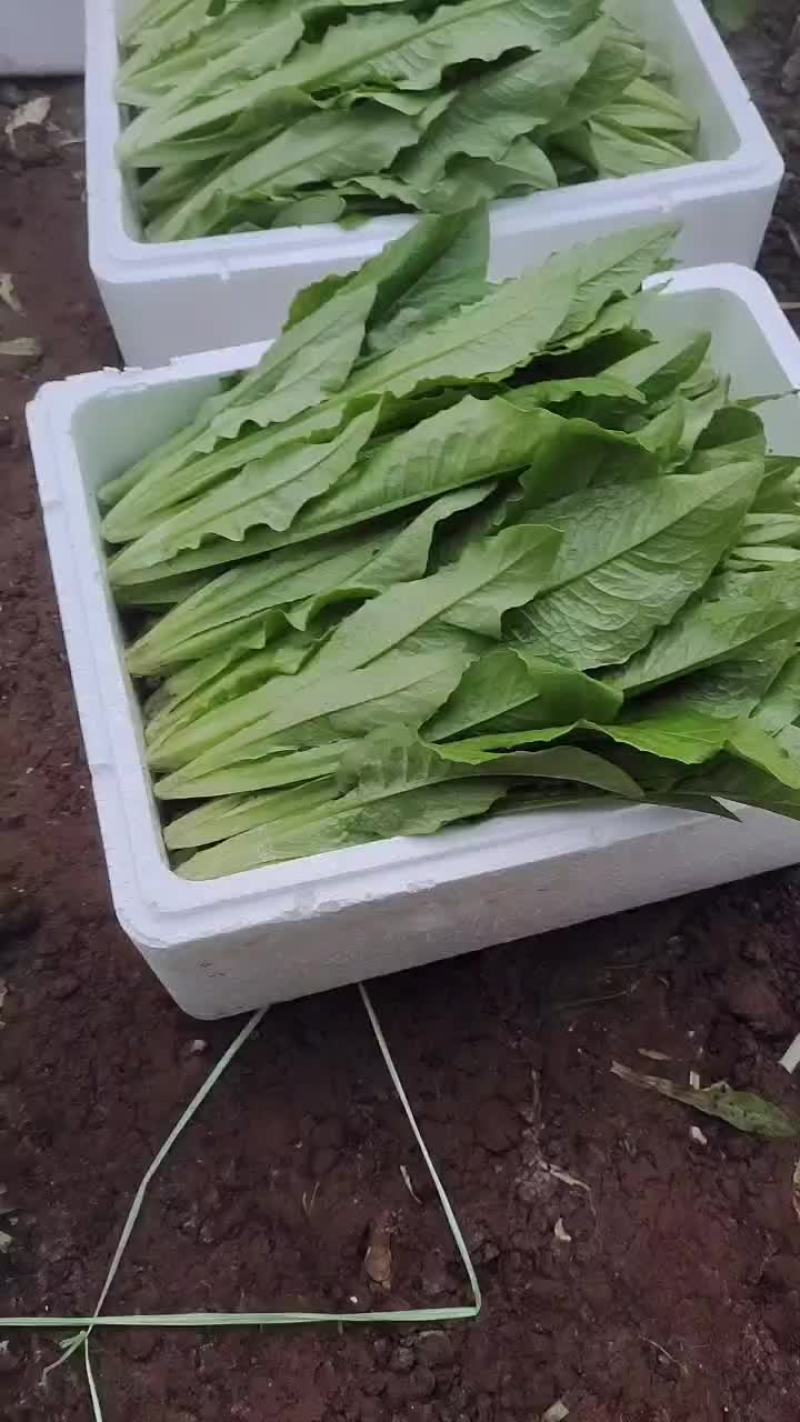 精品油麦菜热卖中