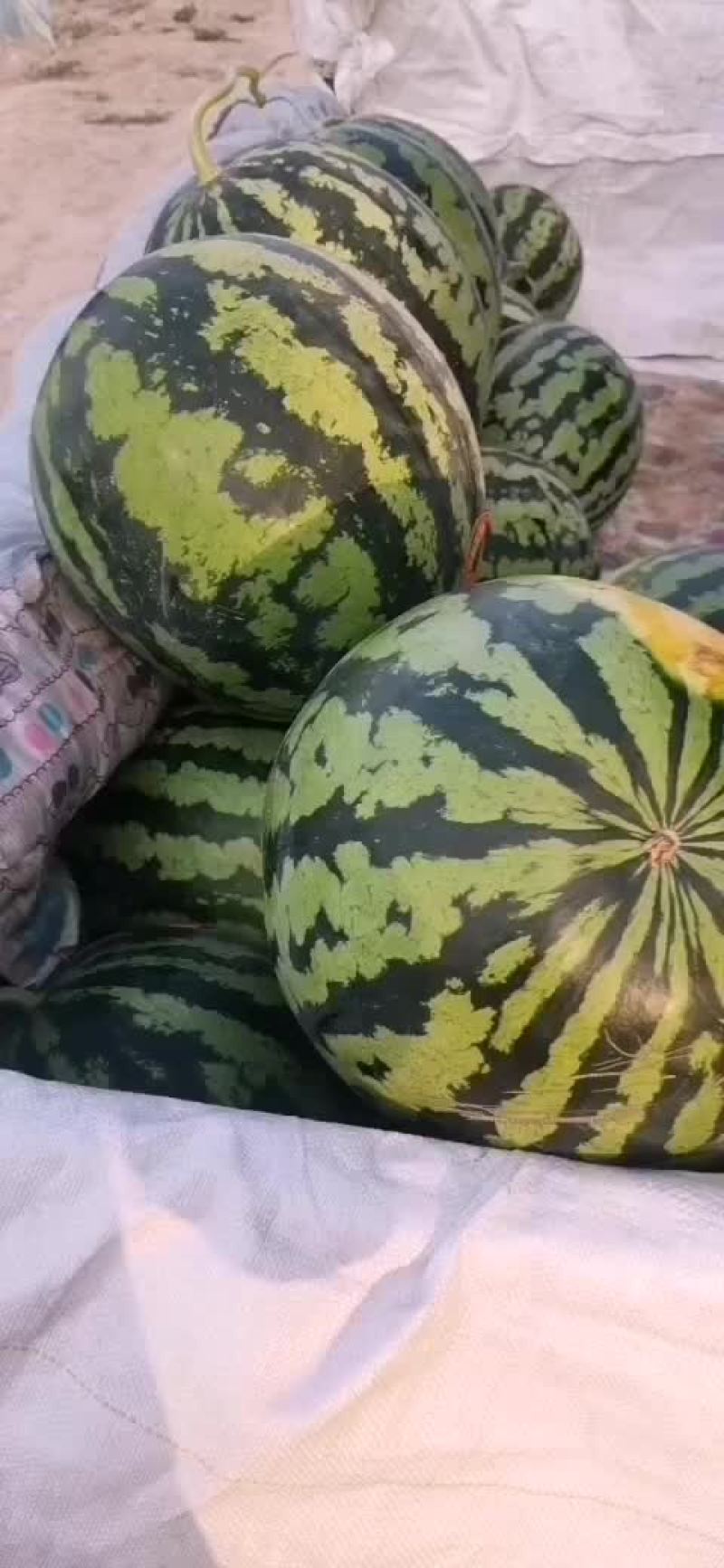 陕西蒲城甜王大量上市中产地直发全国代发
