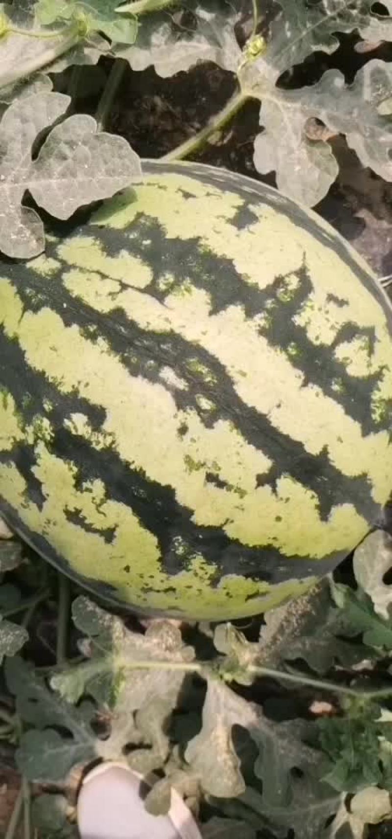 陕西蒲城甜王大量上市中产地直发全国代发