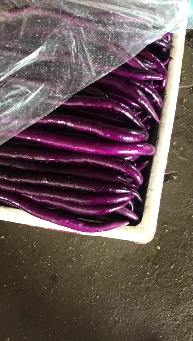 茄子，杭🍆，红线茄，紫线茄，茄子茄子