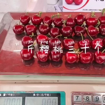 在莒县。龙山镇，瓦楼村，丘陵沙窝地，露天大樱桃即将要上市