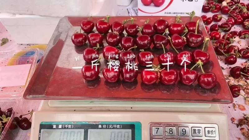 在莒县。龙山镇，瓦楼村，丘陵沙窝地，露天大樱桃即将要上市