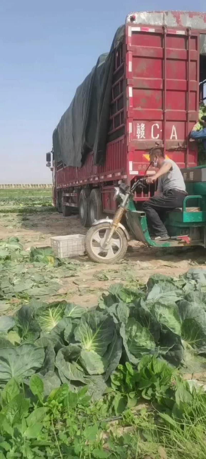 甘蓝