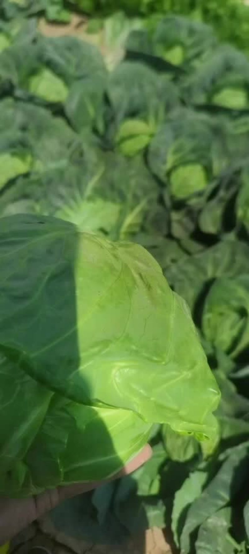 甘蓝