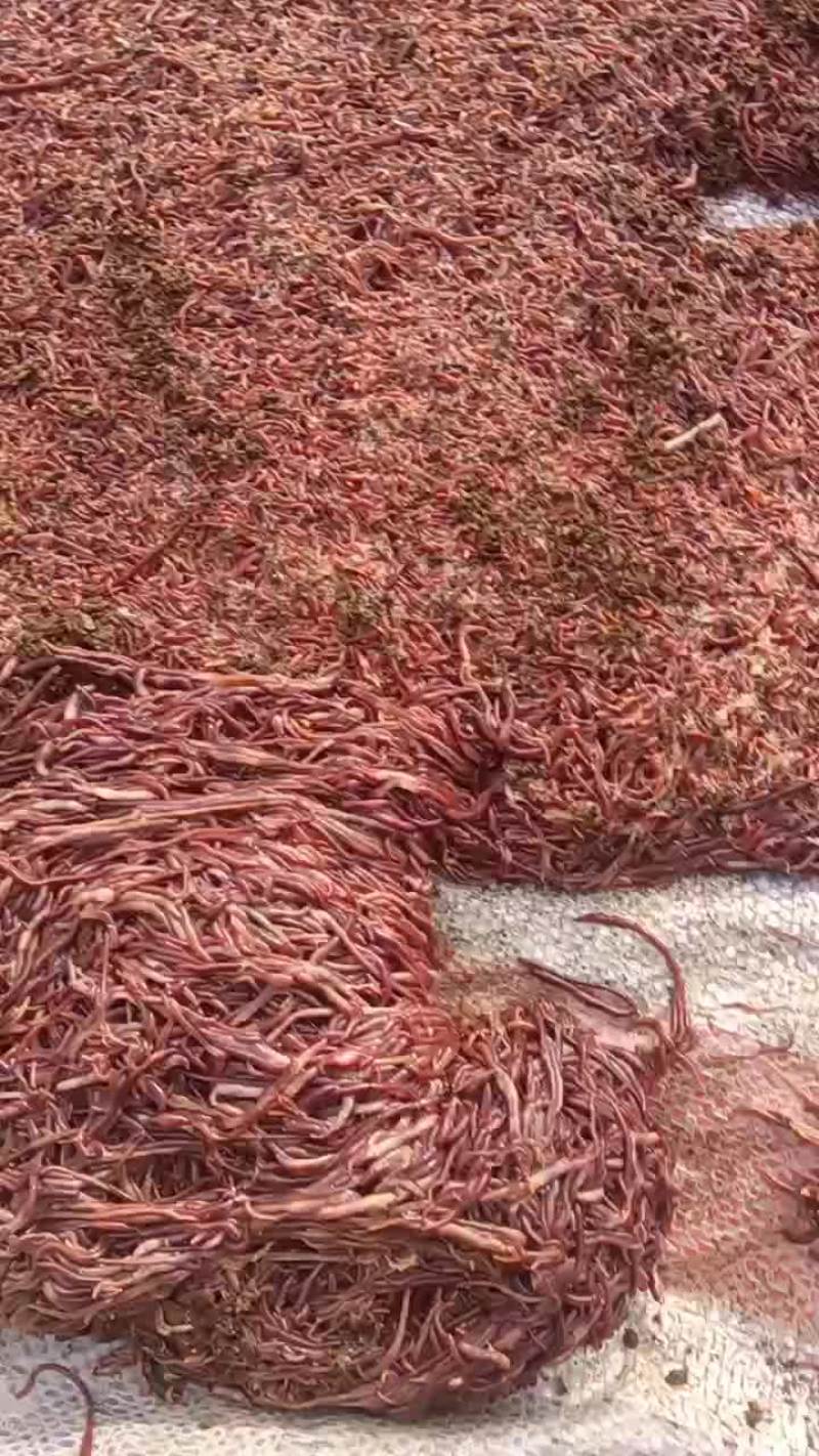 纯牛粪蚯蚓