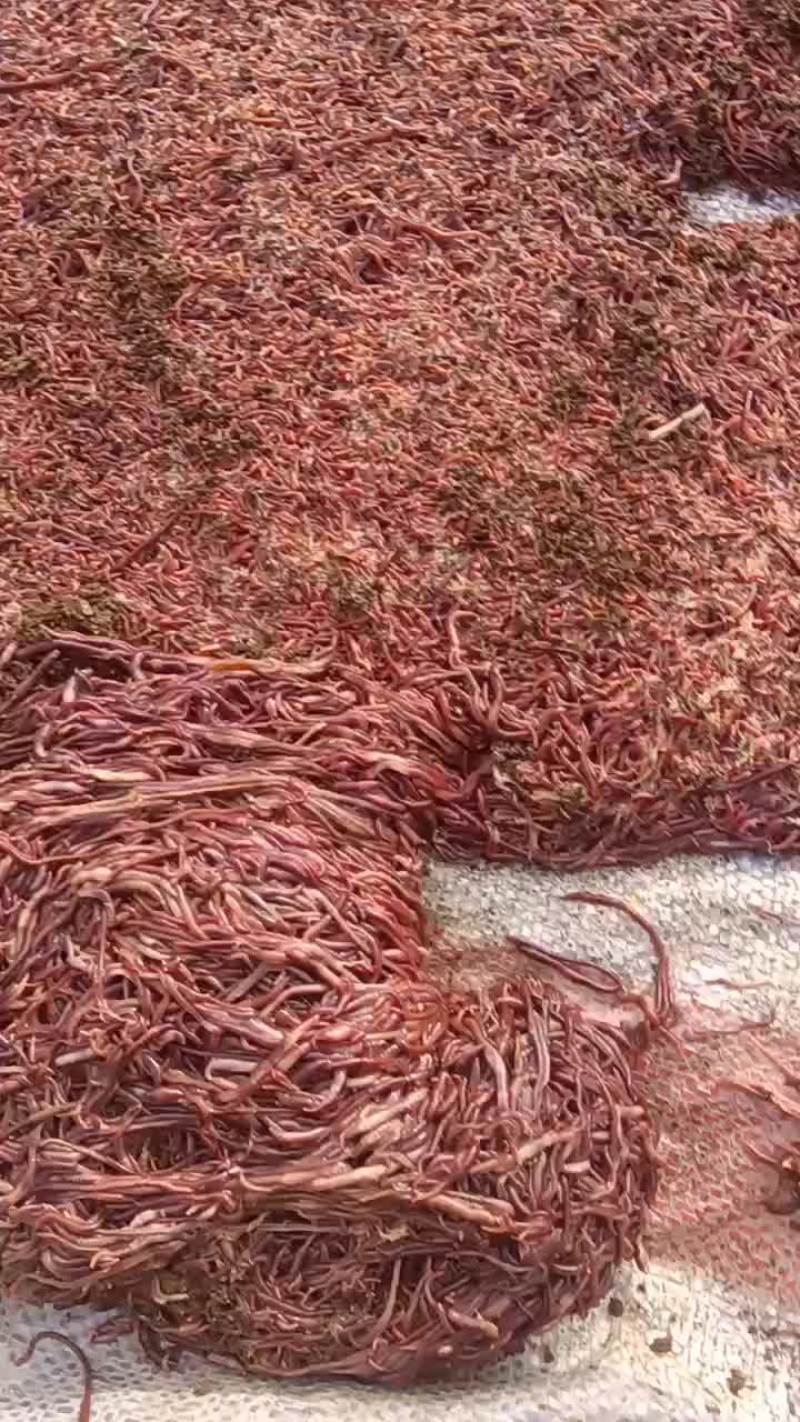纯牛粪蚯蚓
