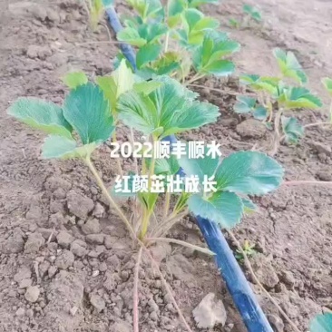 红颜草莓苗生产苗
