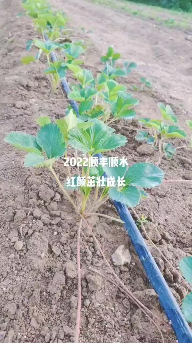 红颜草莓苗生产苗