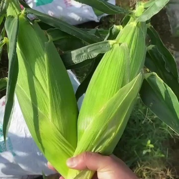 水果玉米