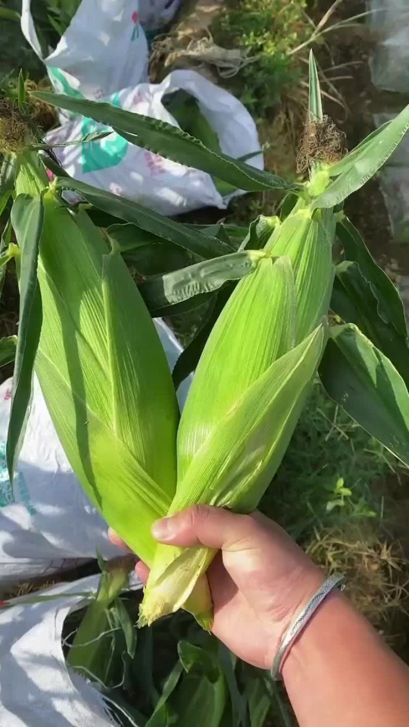 水果玉米