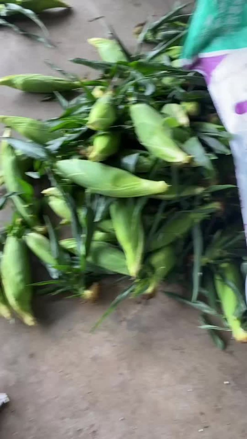 水果玉米